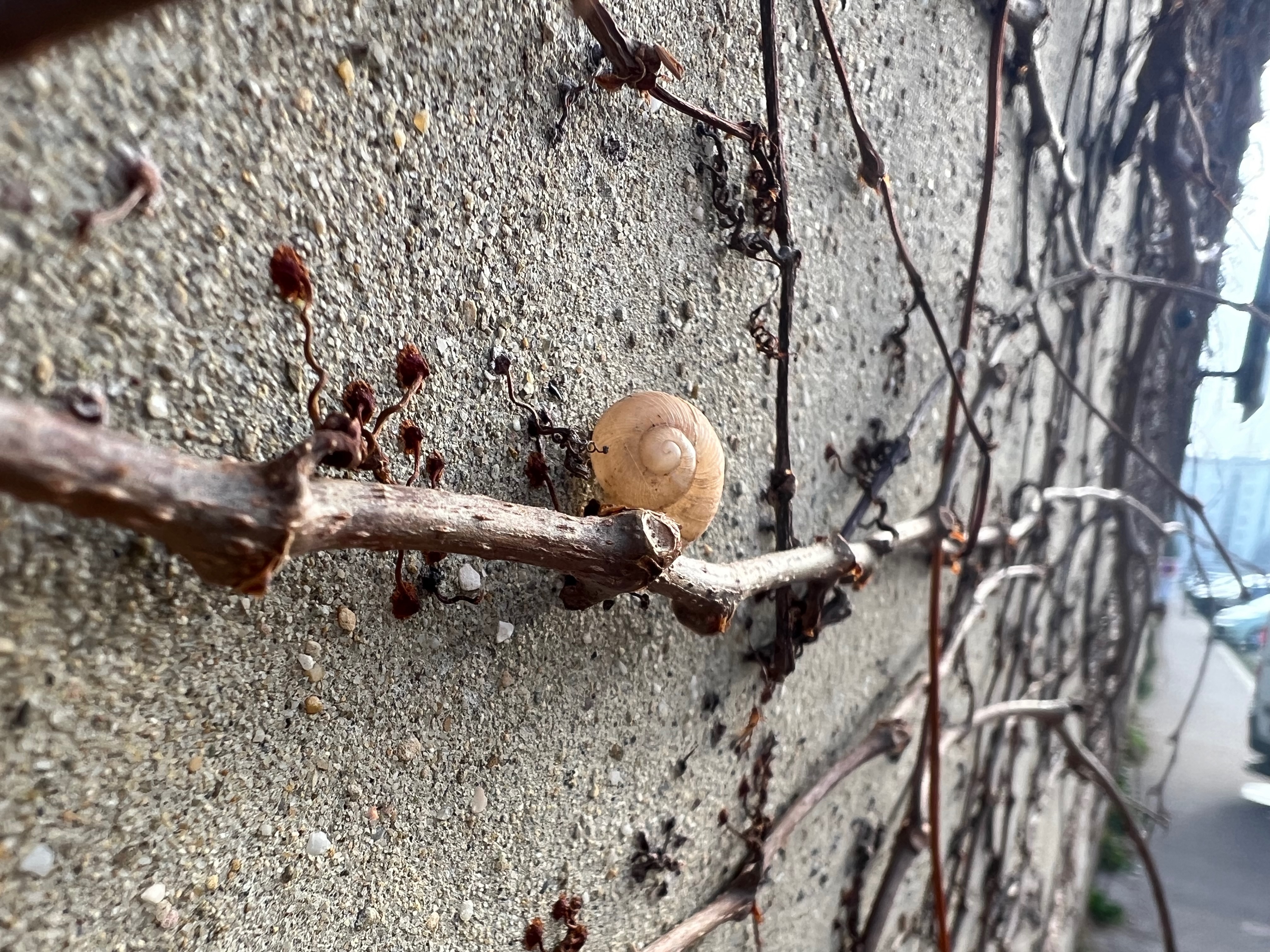Snail shell nestled in vines on a wall